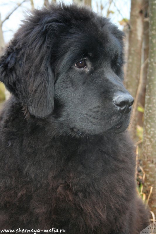 Фото: ньюфаундленд Аристократическая Штучка