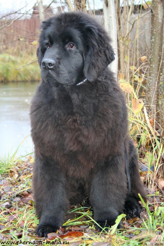 Фото: ньюфаундленд Аристократическая Штучка