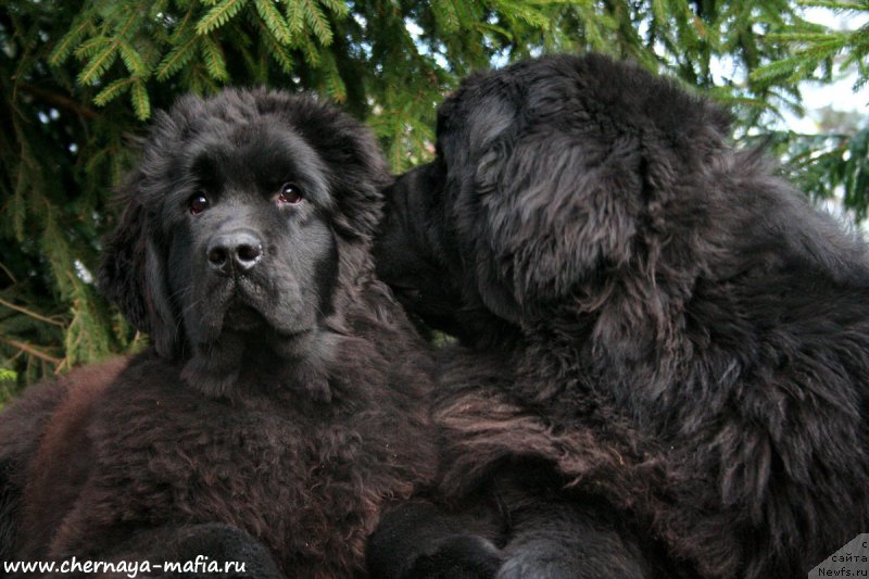 Фото: ньюфаундленд Аристократическая Штучка, ньюфаундленд Черная Мафия Муст Хаве (Chernaya Mafia Must Have)