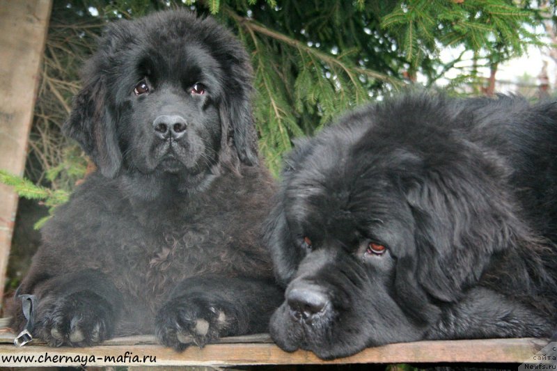 Фото: ньюфаундленд Аристократическая Штучка, ньюфаундленд Черная Мафия Муст Хаве (Chernaya Mafia Must Have)