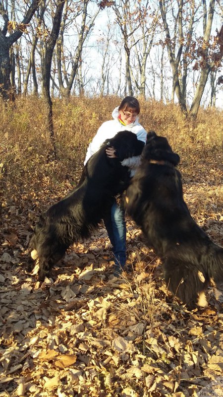 Фото: ньюфаундленд Супер Премиум Мерлин Монро, ньюфаундленд Несси Блэк с  Лесной Заимки, Наталья Воронова