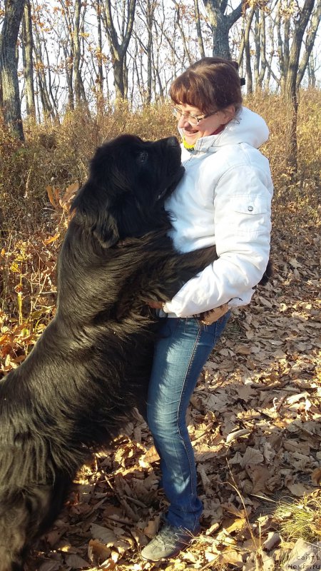 Фото: ньюфаундленд Супер Премиум Мерлин Монро, Наталья Воронова