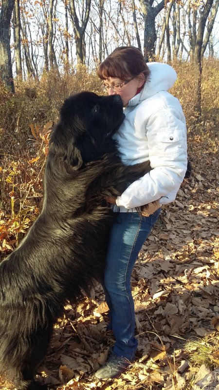 Фото: ньюфаундленд Супер Премиум Мерлин Монро, Наталья Воронова