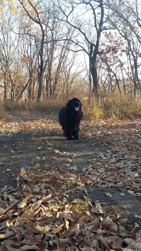Фото: ньюфаундленд Несси Блэк с  Лесной Заимки