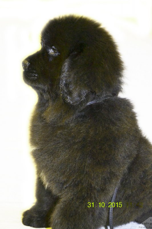 Фото: ньюфаундленд Дамский Каприз Забавный Мишка