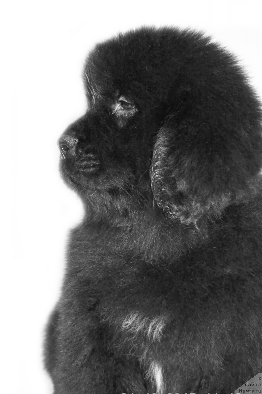 Фото: ньюфаундленд Дамский Каприз Забавный Мишка