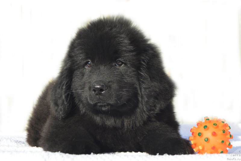 Фото: ньюфаундленд Черный Балу Заветная Любовь