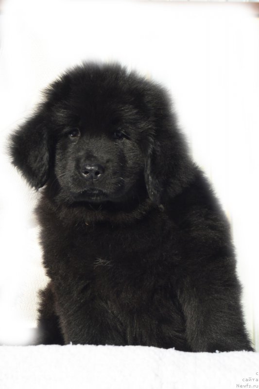 Фото: ньюфаундленд Черный Балу Зачарованная Леди