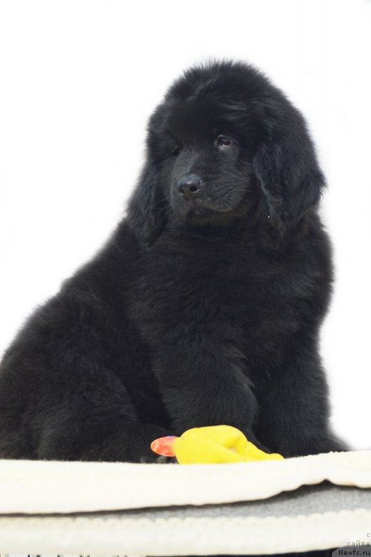 Фото: ньюфаундленд Черный Балу Захар