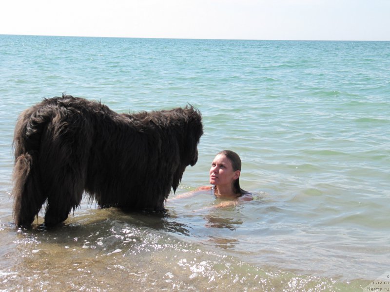 Фото: ньюфаундленд Дюрбахлер Клаб Альфаретта Виньетта, Анастасия Киреева