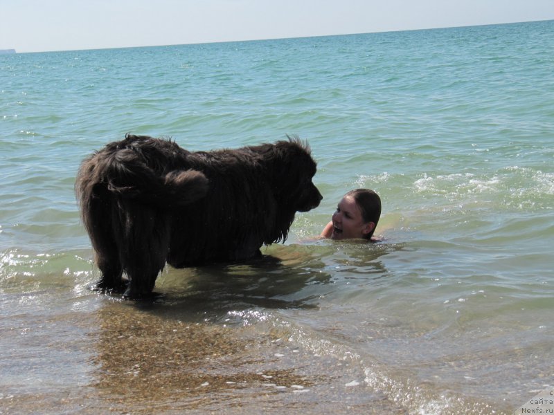 Фото: ньюфаундленд Дюрбахлер Клаб Альфаретта Виньетта, Анастасия Киреева