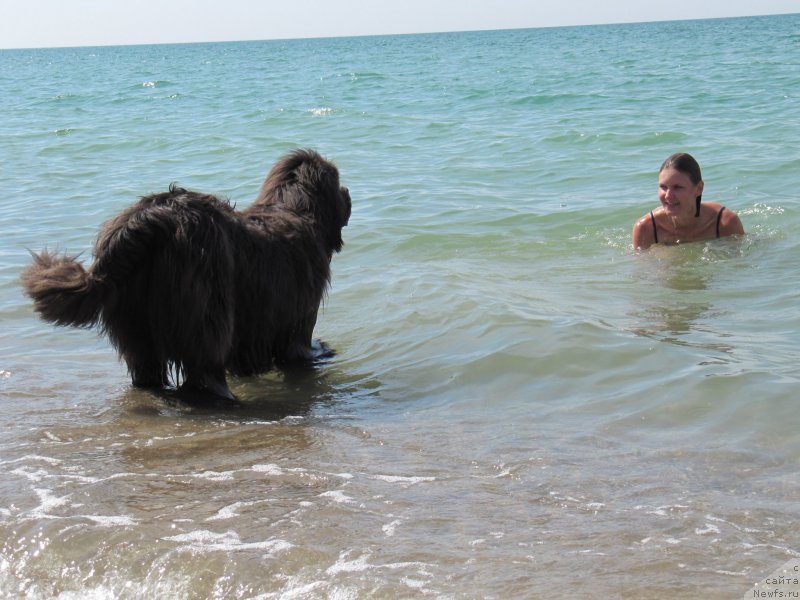 Фото: ньюфаундленд Дюрбахлер Клаб Альфаретта Виньетта, Анастасия Киреева