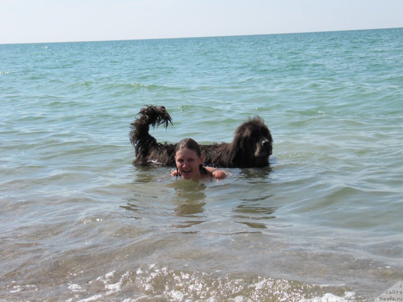 Фото: ньюфаундленд Дюрбахлер Клаб Альфаретта Виньетта, Анастасия Киреева