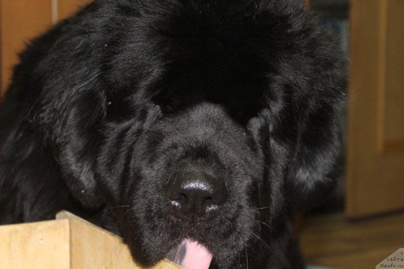 Фотография № 194993