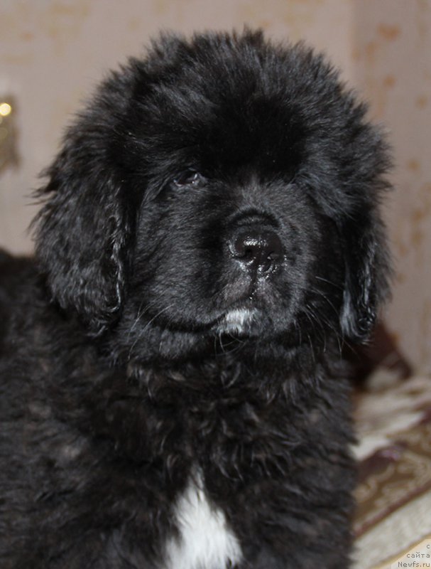 Фотография № 194997