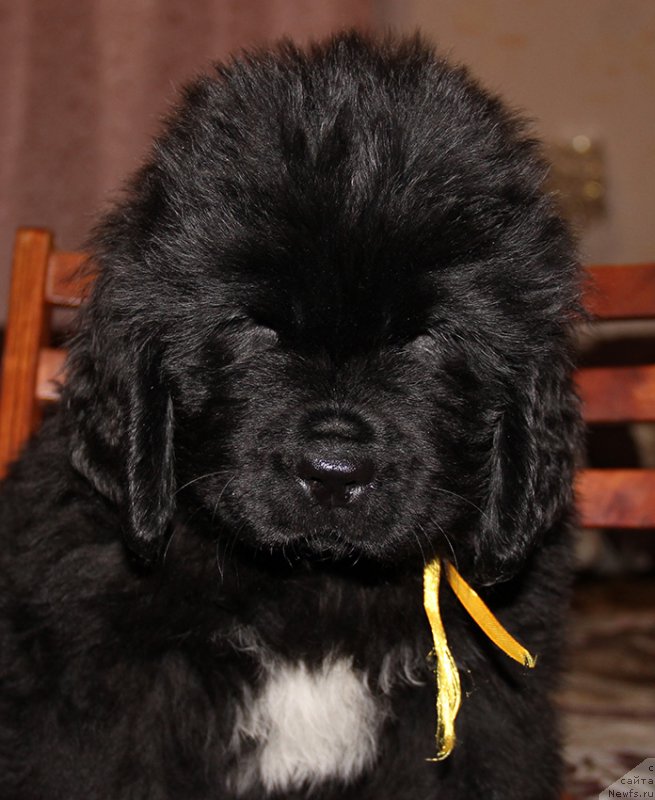 Фотография № 194998