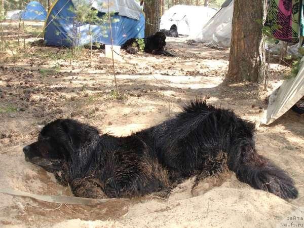 Фото: ньюфаундленд Антей Тревеллеринтайм
