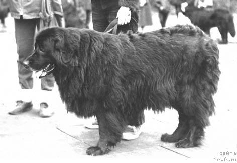 Фото: ньюфаундленд Десси