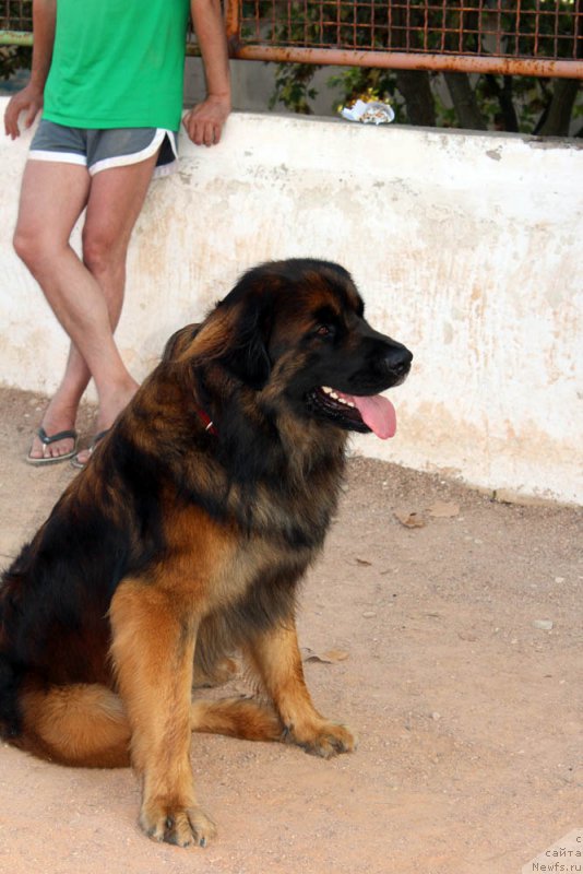 Фотография № 195001