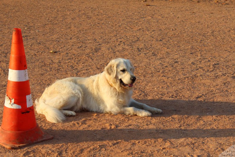 Фотография № 195018