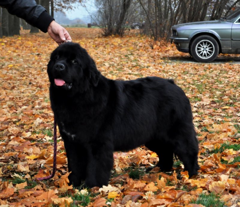 Фото: ньюфаундленд Баллада Звездного Дара с Берега Дона (Ballada Zvezdnogo Dara s Berega Dona)