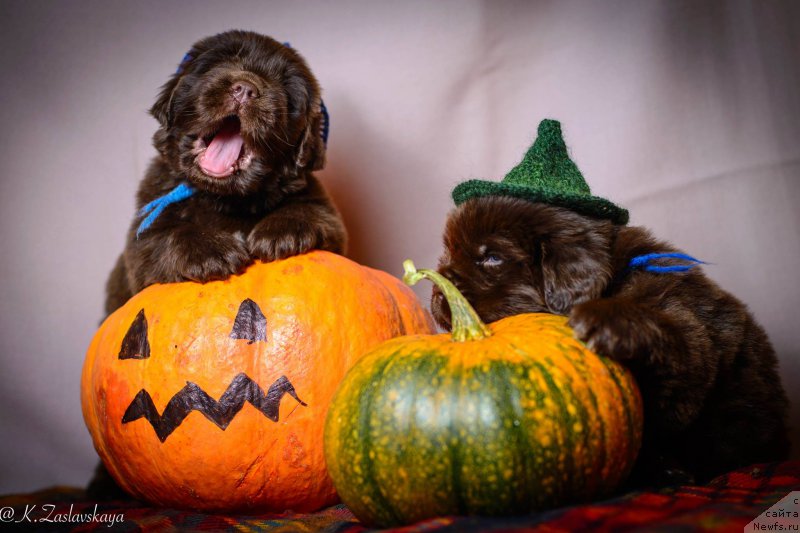 Фото: ньюфаундленд Фанньюф Авалон (Funnewf Avalon), ньюфаундленд Фанньюф Аквилон (Funnewf Akvilon)