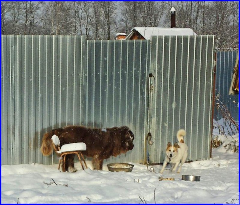 Фото: ньюфаундленд Браунблад МСК Хаким Голд Хайдар (Brownblood MSK Hakim Gold Haydar), ВАНЕЧКА