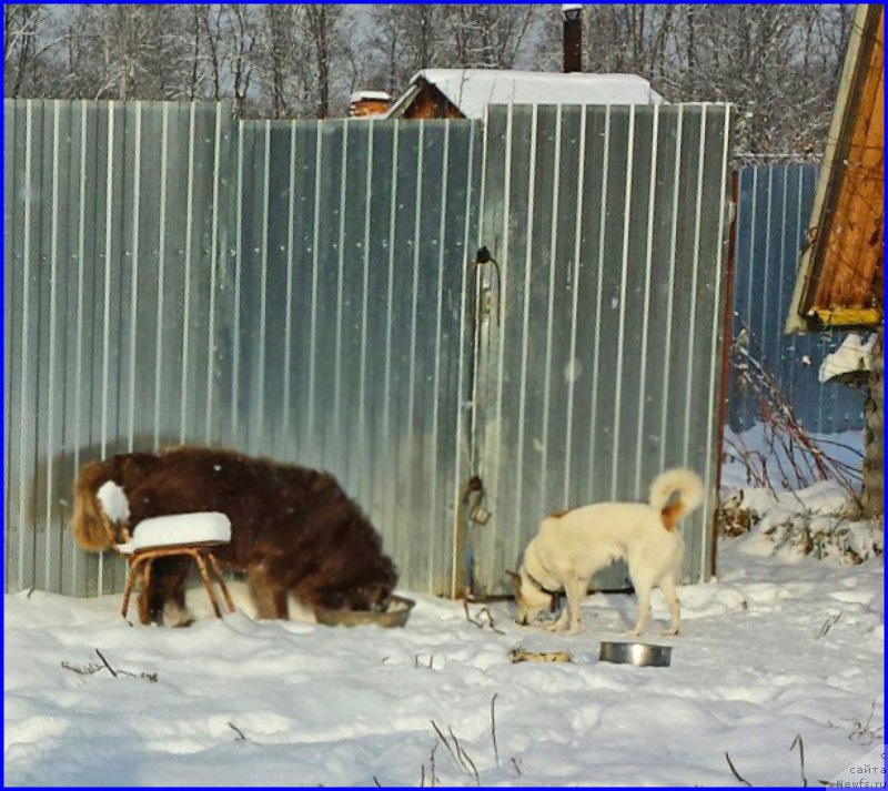 Фото: ньюфаундленд Браунблад МСК Хаким Голд Хайдар (Brownblood MSK Hakim Gold Haydar), ВАНЕЧКА