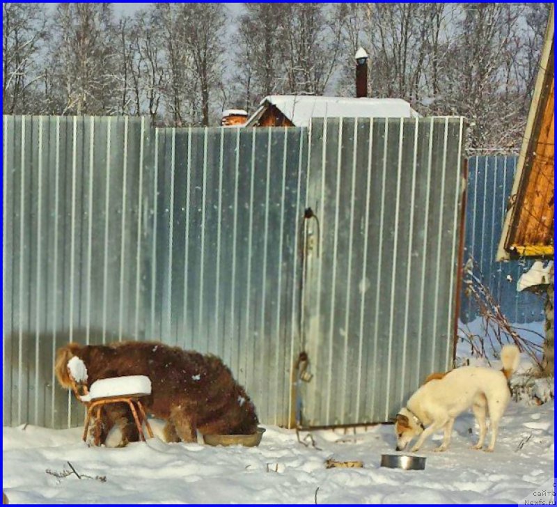 Фото: ньюфаундленд Браунблад МСК Хаким Голд Хайдар (Brownblood MSK Hakim Gold Haydar), ВАНЕЧКА
