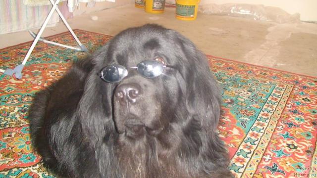 Фото: ньюфаундленд Законный Наследник