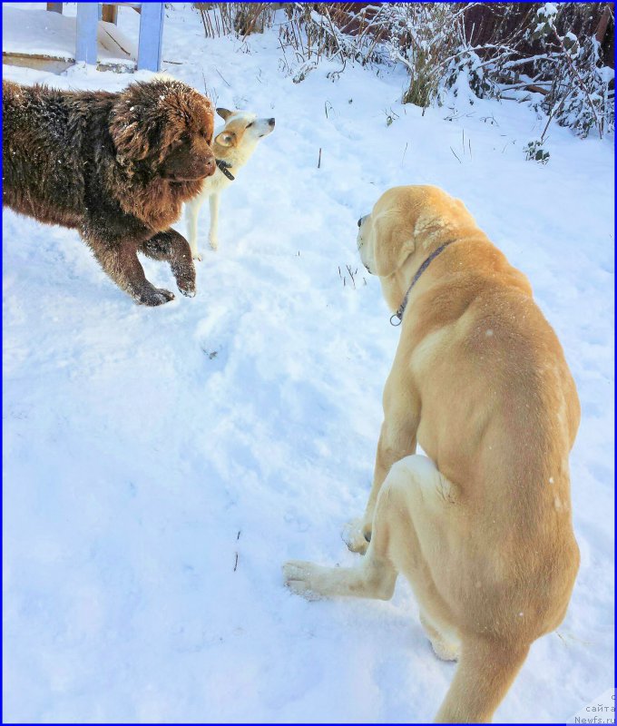Фото: ньюфаундленд Браунблад МСК Хаким Голд Хайдар (Brownblood MSK Hakim Gold Haydar), Лена Зырина
