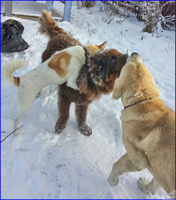 Фото: ньюфаундленд Браунблад МСК Хаким Голд Хайдар (Brownblood MSK Hakim Gold Haydar), Лена Зырина, ВАНЕЧКА