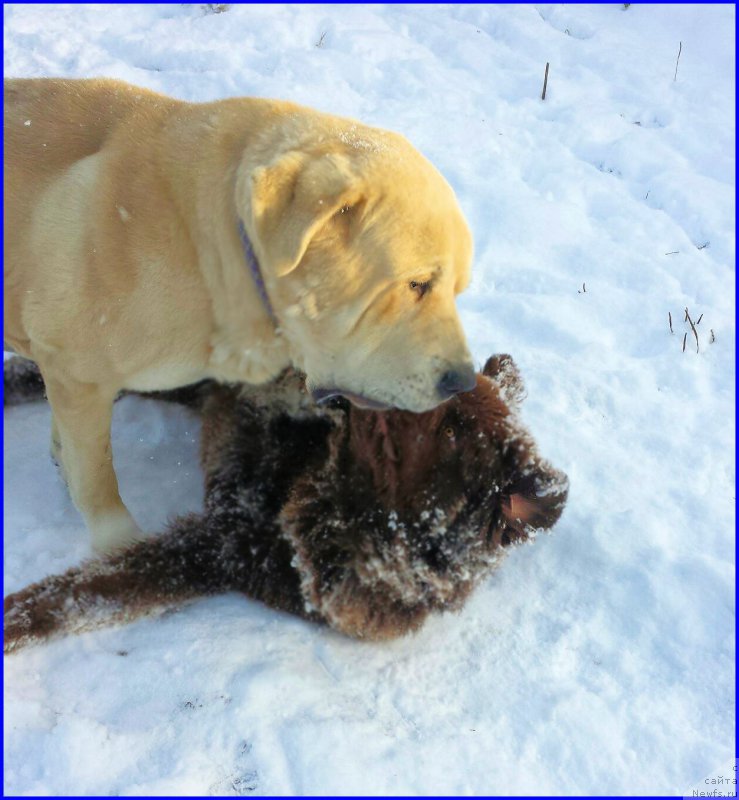 Фото: ньюфаундленд Браунблад МСК Хаким Голд Хайдар (Brownblood MSK Hakim Gold Haydar), Лена Зырина