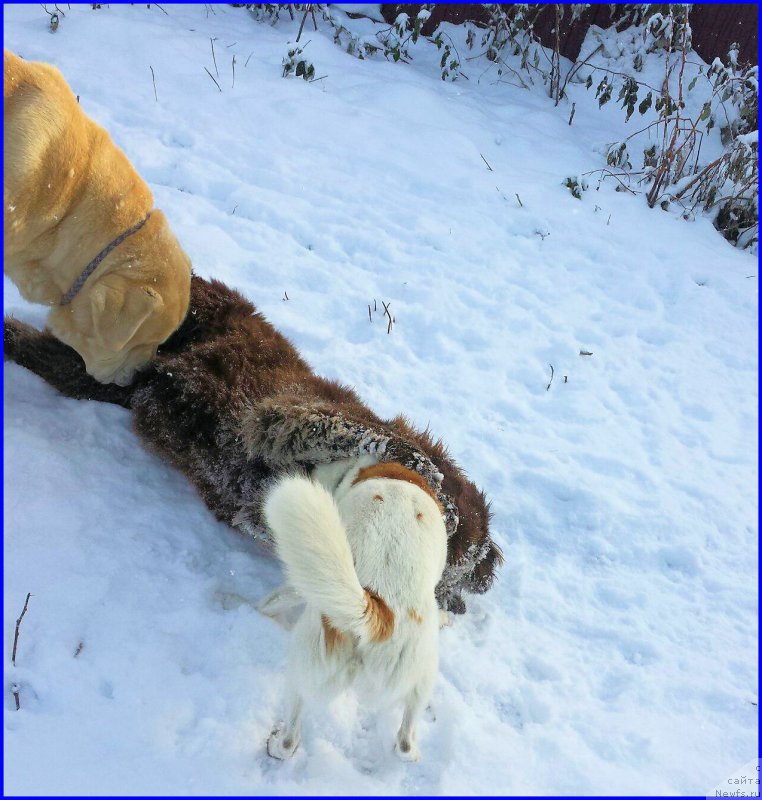 Фото: ньюфаундленд Браунблад МСК Хаким Голд Хайдар (Brownblood MSK Hakim Gold Haydar), Лена Зырина, ВАНЕЧКА