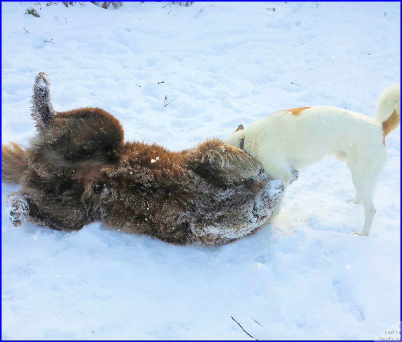Фото: ньюфаундленд Браунблад МСК Хаким Голд Хайдар (Brownblood MSK Hakim Gold Haydar), ВАНЕЧКА