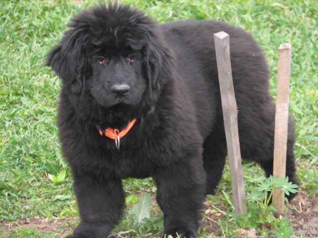 Фото: ньюфаундленд Масяня Гранд Бэби