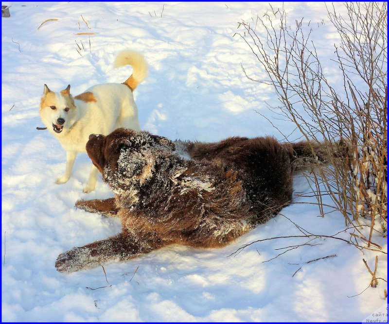 Фото: ньюфаундленд Браунблад МСК Хаким Голд Хайдар (Brownblood MSK Hakim Gold Haydar), ВАНЕЧКА