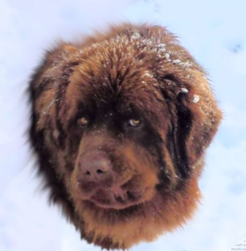 Фотография № 195054