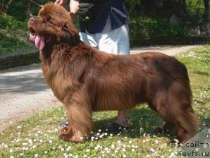 Фото: ньюфаундленд Main Tickle Red Admiral of Pow Wow