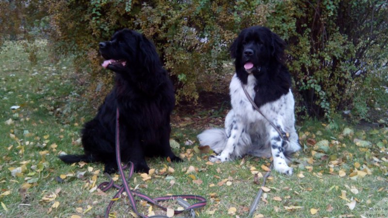 Фото: ньюфаундленд Сказочная Кроха Шампань, ньюфаундленд Вашингтон