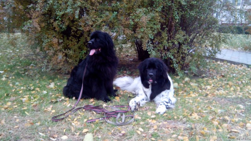 Фото: ньюфаундленд Сказочная Кроха Шампань, ньюфаундленд Вашингтон