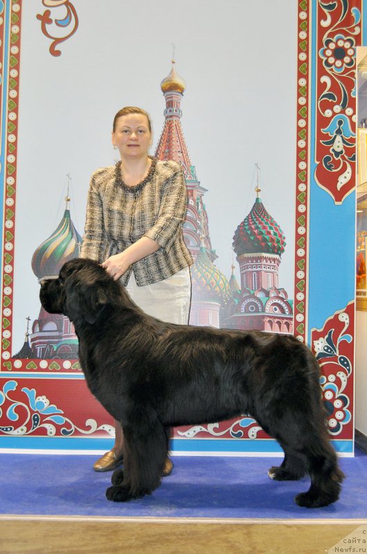 Фото: ньюфаундленд Бегущая по Волнам Фрозен Веату (Beguschaya po Volnam Frozen Beauty)