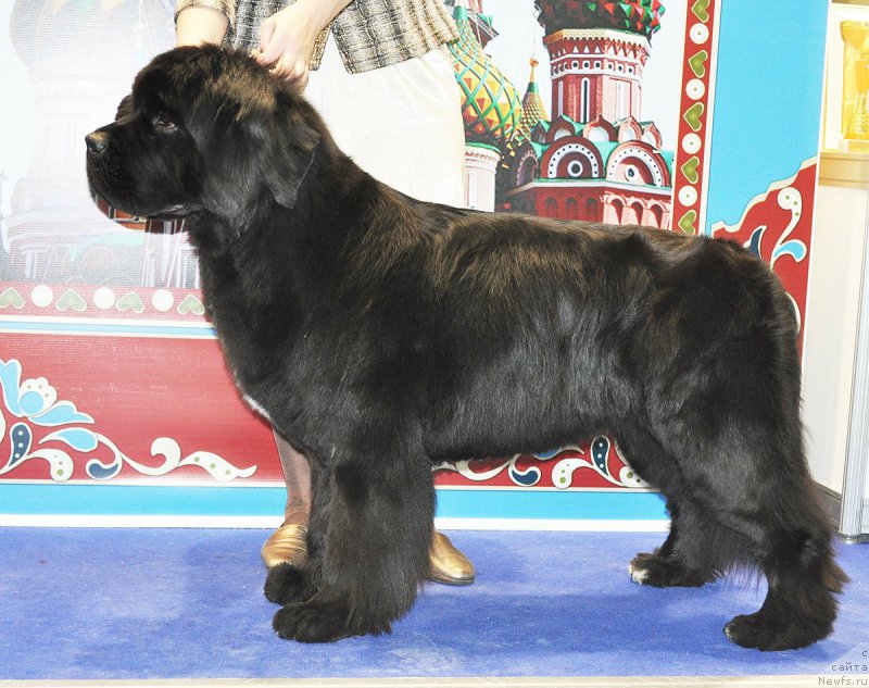 Фото: ньюфаундленд Бегущая по Волнам Фрозен Веату (Beguschaya po Volnam Frozen Beauty)