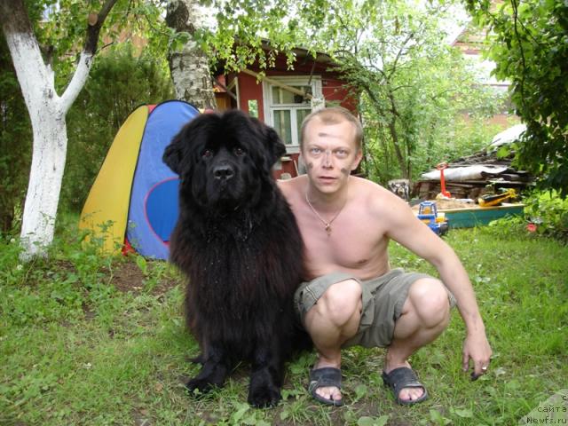 Фото: ньюфаундленд Чанси из Золотого Треугольника