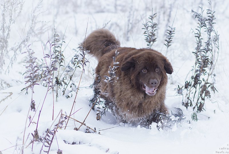Фото: ньюфаундленд Сверкающая Гора Машаме (Sverkayuzhaya Gora Mashame)