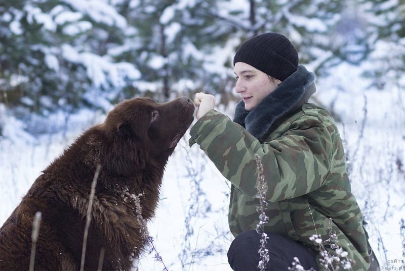 Фото: ньюфаундленд Сверкающая Гора Машаме (Sverkayuzhaya Gora Mashame)