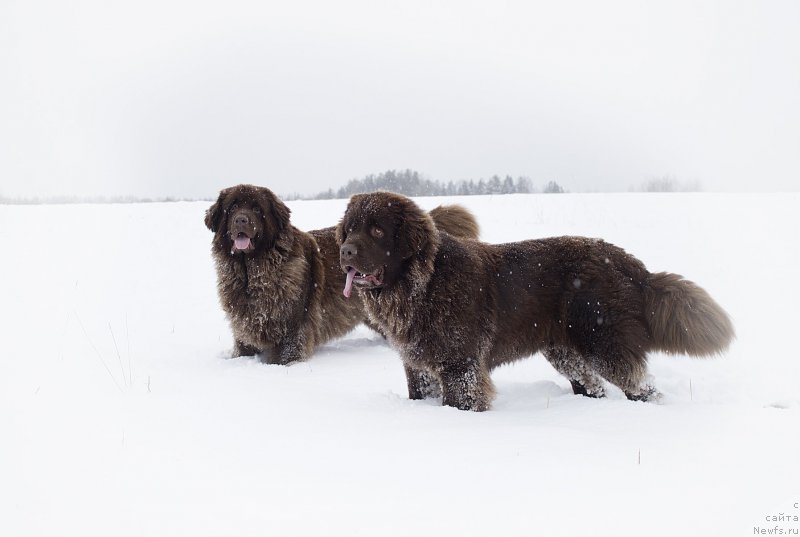 Фото: ньюфаундленд Сверкающая Гора Машаме (Sverkayuzhaya Gora Mashame), ньюфаундленд Наоми Таголири фор Браунблад (Naomi Tagoliri for Brouwnblood)