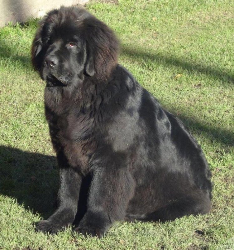 Фото: ньюфаундленд Браунблад МСК Жансая Шули (Brownblood MSK Zhansaya Shuli)