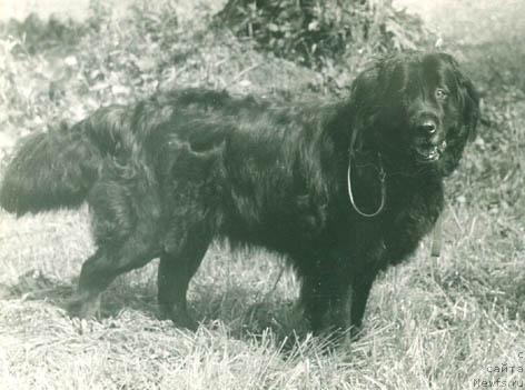 Фото: ньюфаундленд Челси Брайд