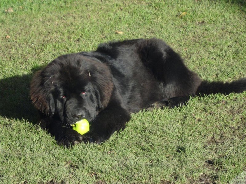 Фото: ньюфаундленд Браунблад МСК Жансая Шули (Brownblood MSK Zhansaya Shuli)